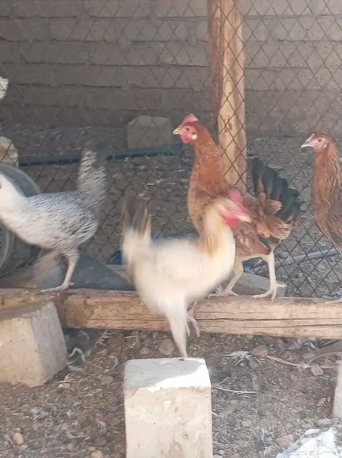 دجاج للبيع تم البيع 7