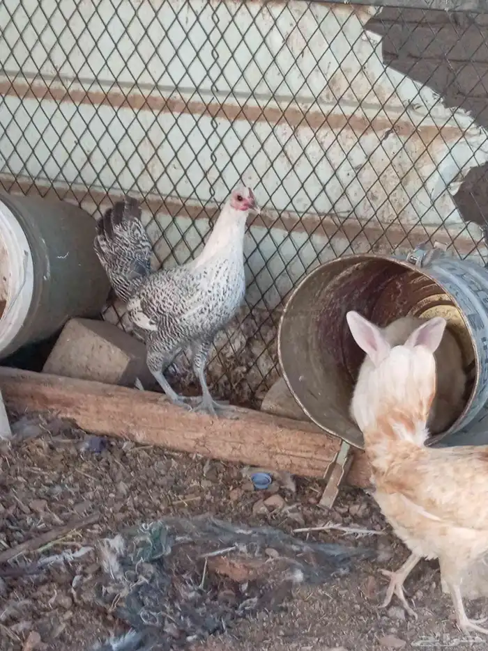 دجاج للبيع تم البيع 5