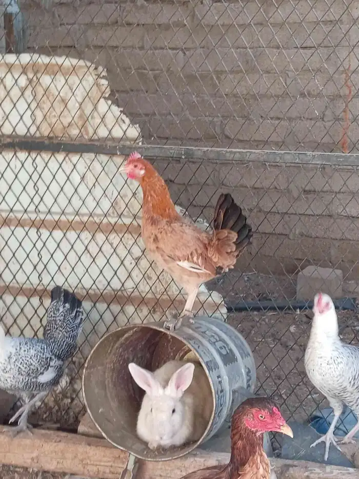 دجاج للبيع تم البيع 0