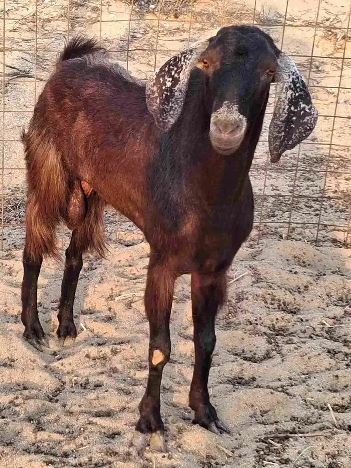 تيس فحل مصري أجم حار في الضراب ما شاءالله سديس 2