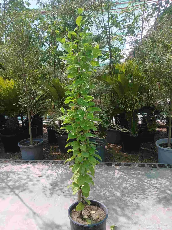 مشتال افندينه لي ازراعه وتنثيك الحديق والسترحات 1