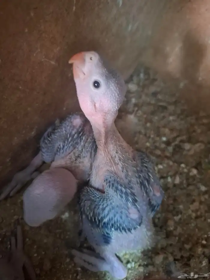 فروخ الدره هندي خضراء لون 2