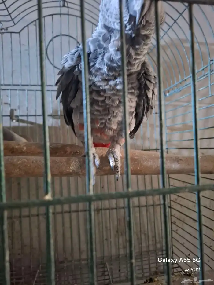 زوج كاسكو منتج 1