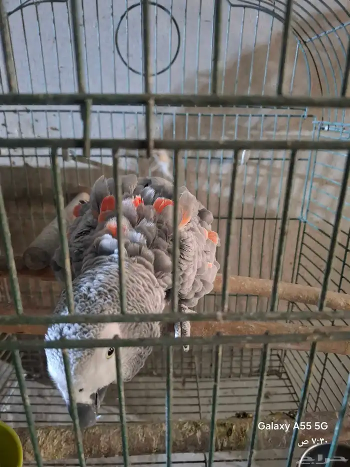 زوج كاسكو منتج 5