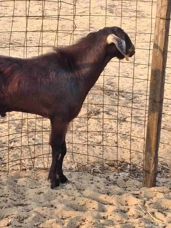 تيس فحل مصري أجم حار في الضراب ما شاءالله سديس 6