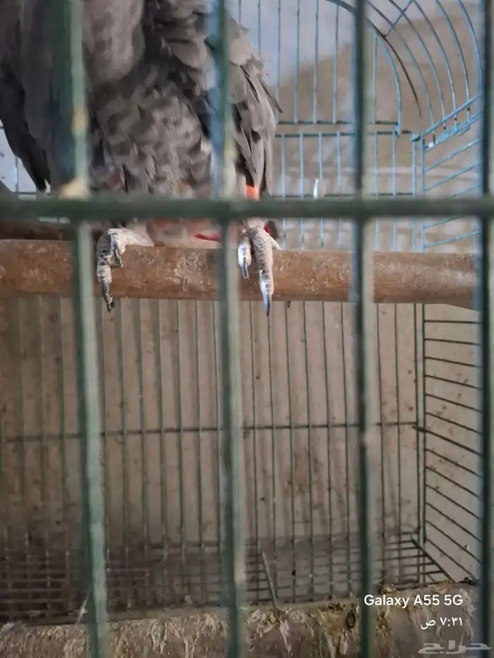 زوج كاسكو منتج 2