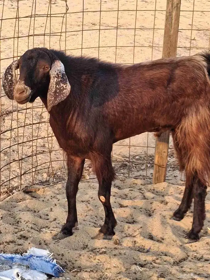 تيس فحل مصري أجم حار في الضراب ما شاءالله سديس 8