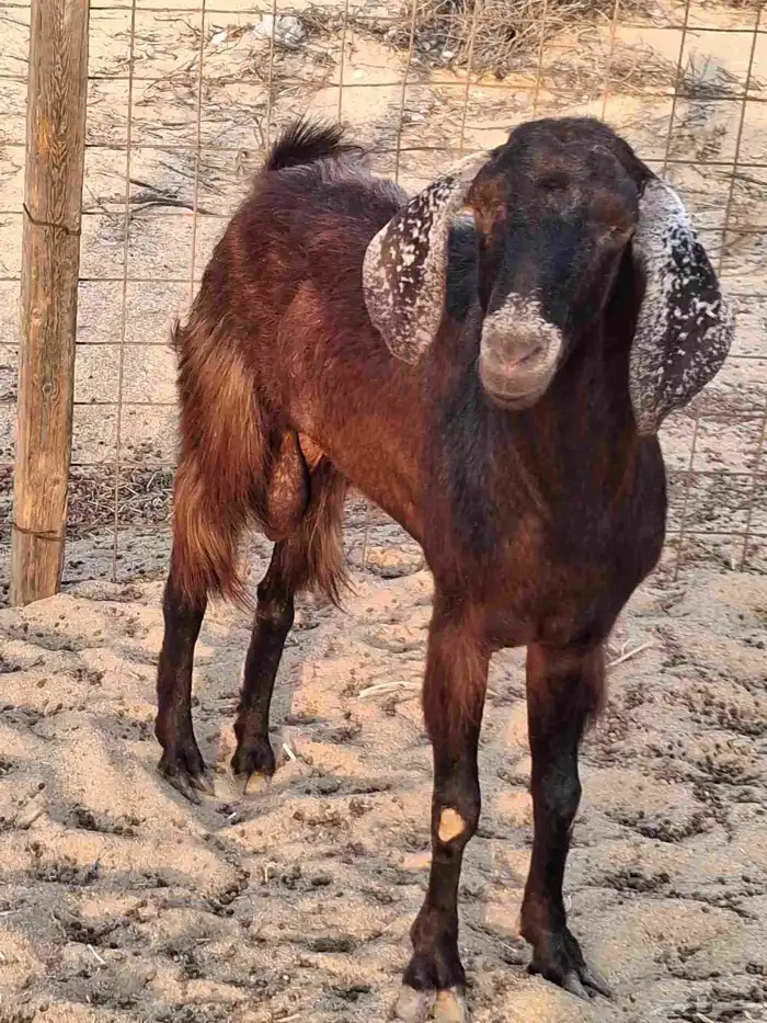 تيس فحل مصري أجم حار في الضراب ما شاءالله سديس 0