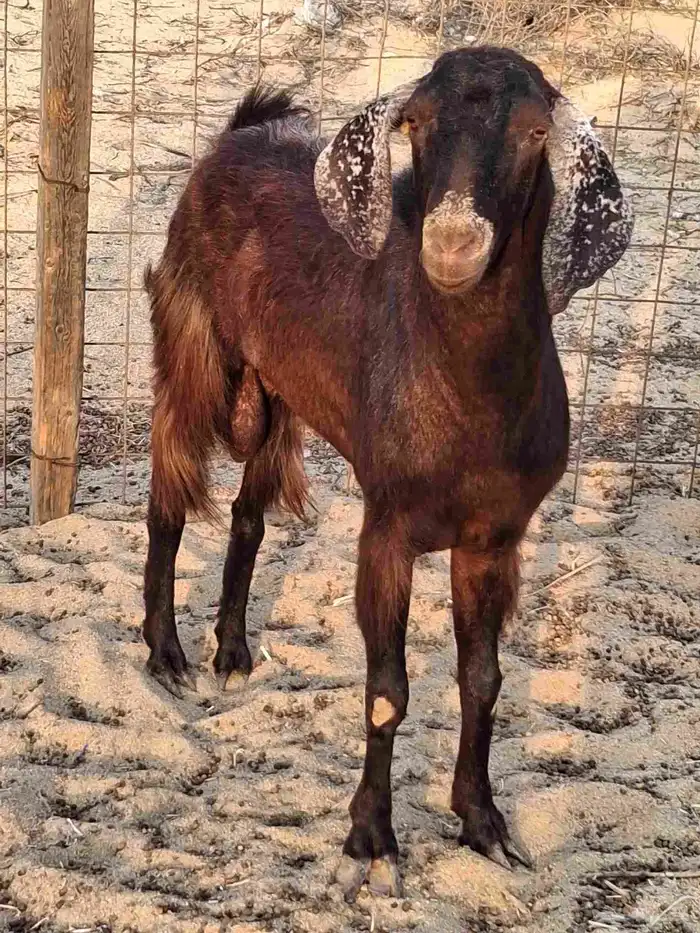 تيس فحل مصري أجم حار في الضراب ما شاءالله سديس 5