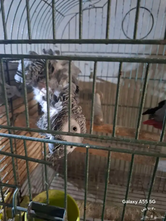 زوج كاسكو منتج 3