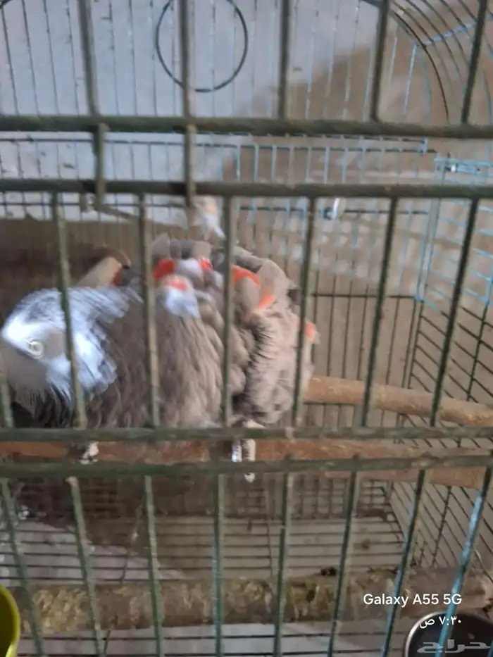 زوج كاسكو منتج 6