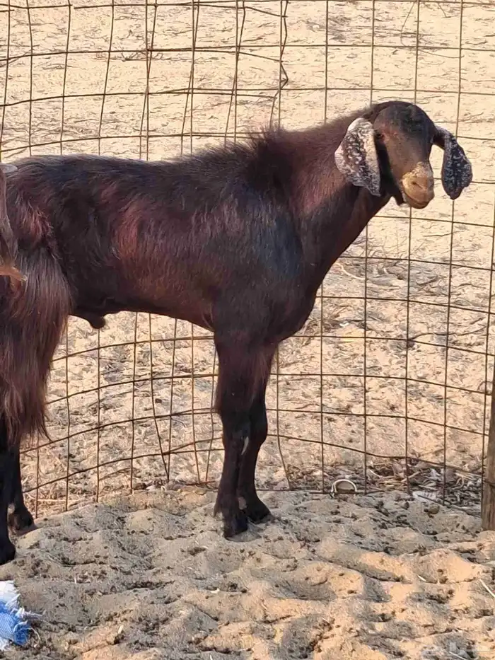 تيس فحل مصري أجم حار في الضراب ما شاءالله سديس 9