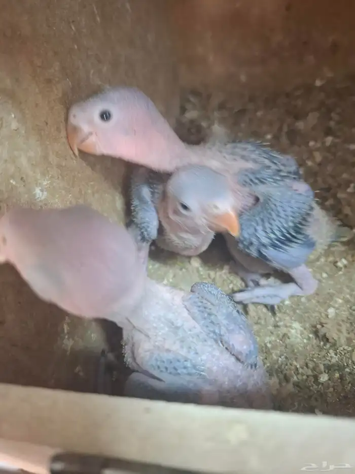 فروخ الدره هندي خضراء لون 1