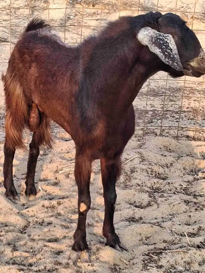 تيس فحل مصري أجم حار في الضراب ما شاءالله سديس 3