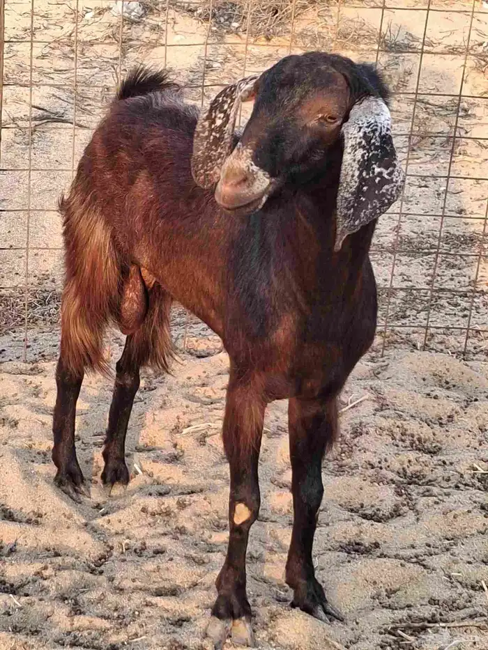 تيس فحل مصري أجم حار في الضراب ما شاءالله سديس 1