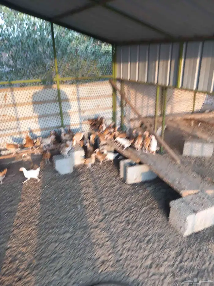 صوص دجاج بلدي الألوان فواتح 0