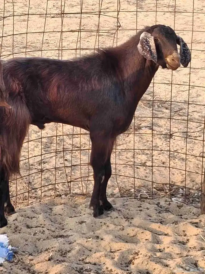 تيس فحل مصري أجم حار في الضراب ما شاءالله سديس 7