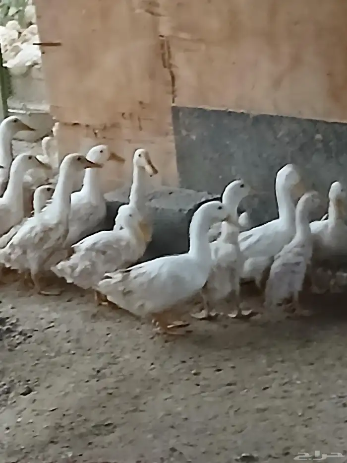 بط بكيني ثلاثه شهور و4 شهور شحم ولحم 2