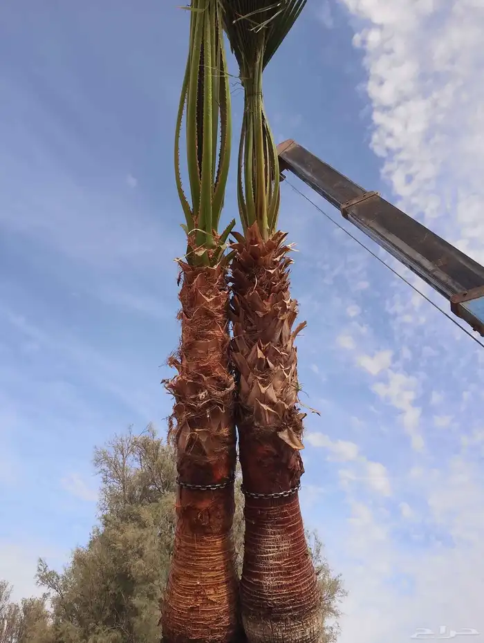 نخل واشنطني زينه 1