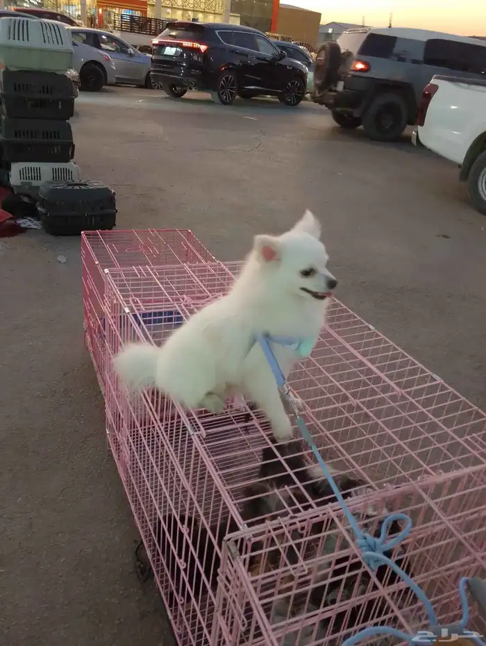 كلاب برمنيوم للبيع العمر 10اشهور ماشالله نضيف السعر 1000ريال 4