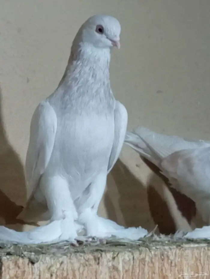 سيهات حي الديره 0