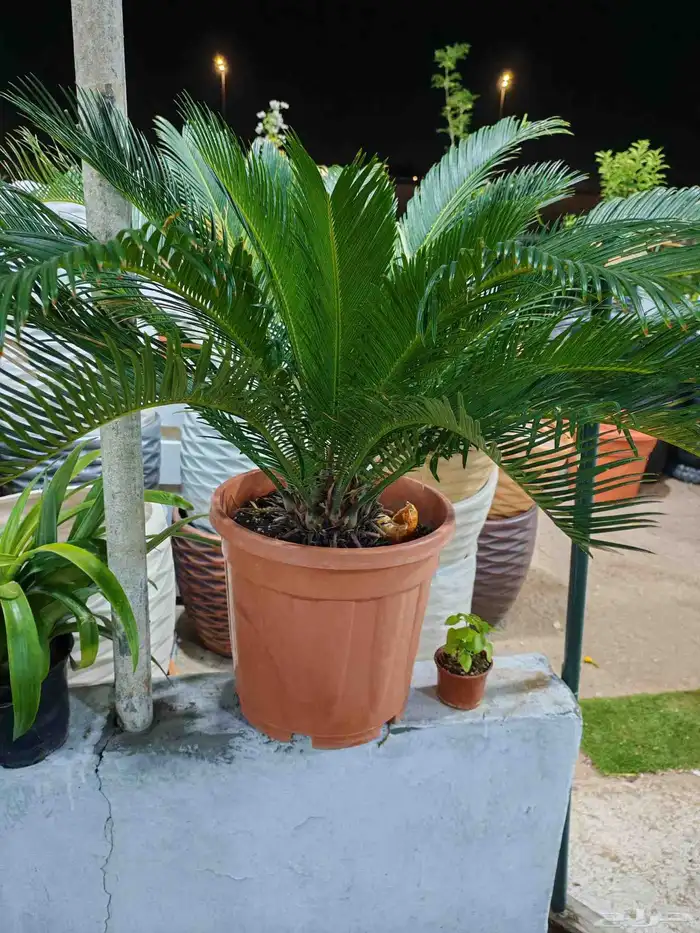 زرع طبيعي وتيل طبيعي وأشجار طبيعي وسماد الأماني مشتل زرع 8