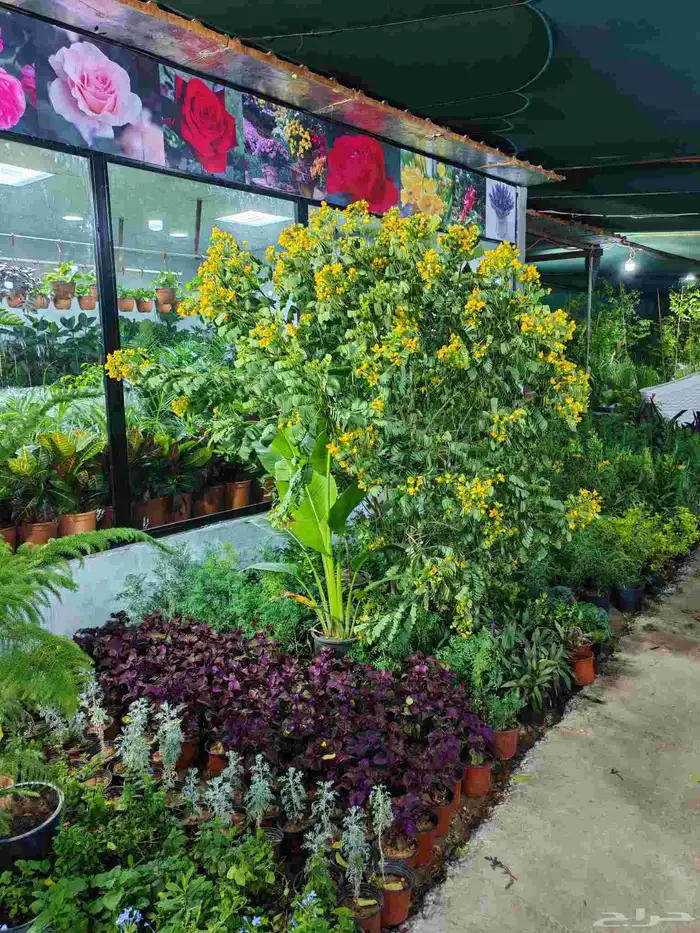 زرع طبيعي وتيل طبيعي وأشجار طبيعي وسماد الأماني مشتل زرع 6