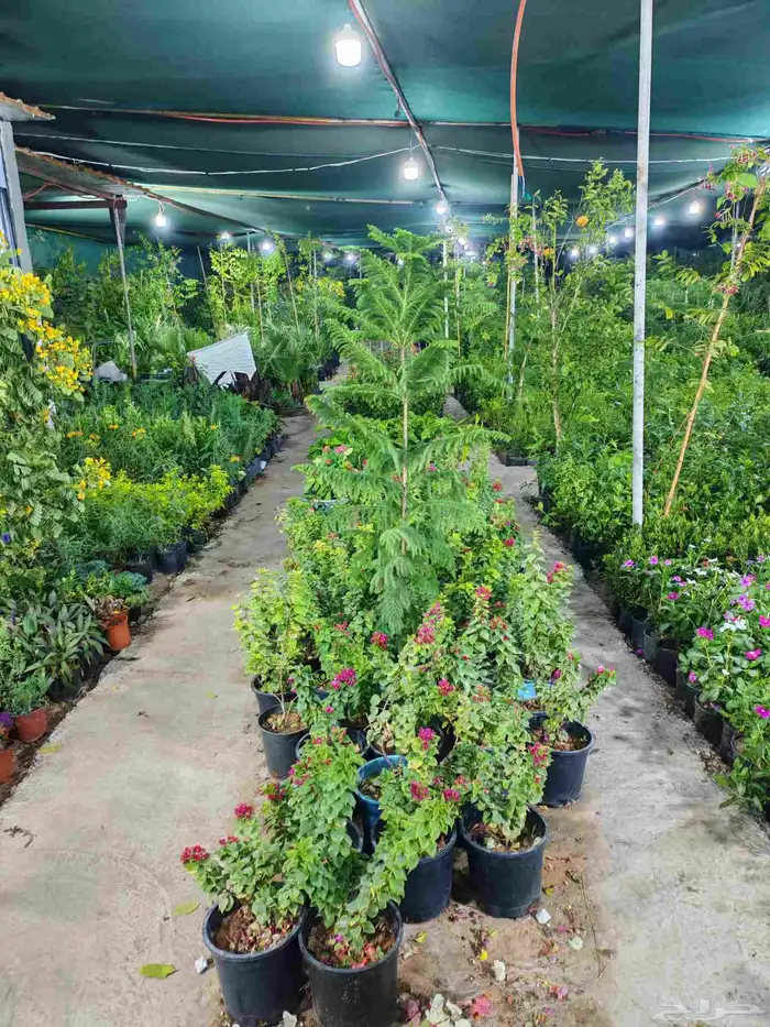 زرع طبيعي وتيل طبيعي وأشجار طبيعي وسماد الأماني مشتل زرع 4