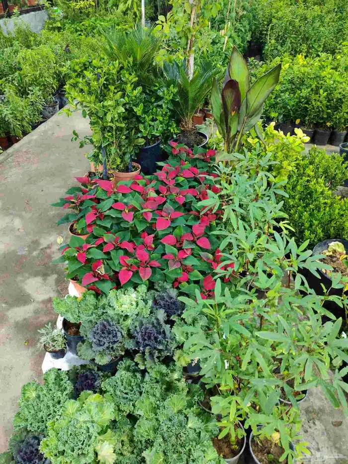 زرع طبيعي وتيل طبيعي وأشجار طبيعي وسماد الأماني مشتل زرع 0