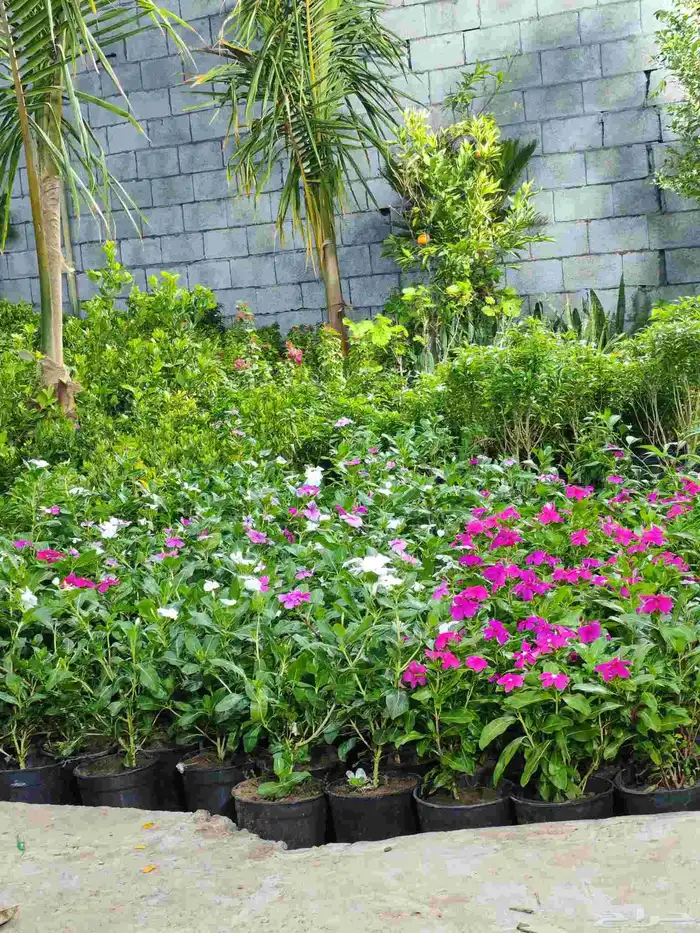 زرع طبيعي وتيل طبيعي وأشجار طبيعي وسماد الأماني مشتل زرع 1