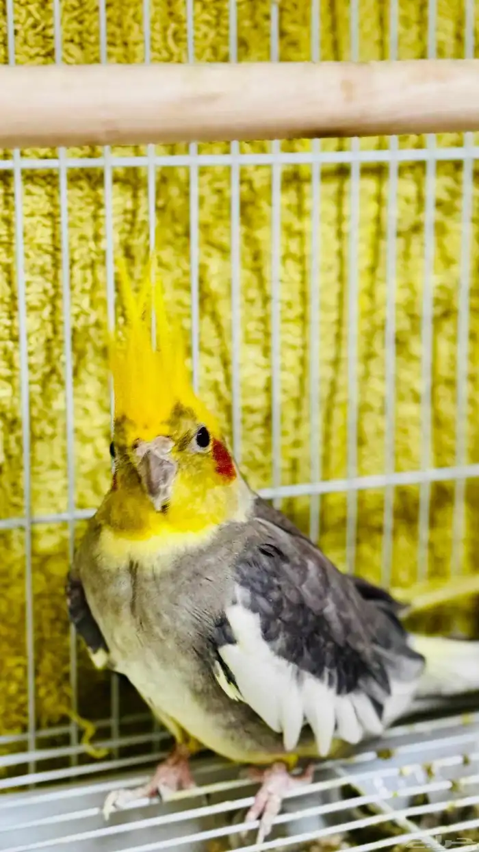 طير زينه كروان كوكتيل 1