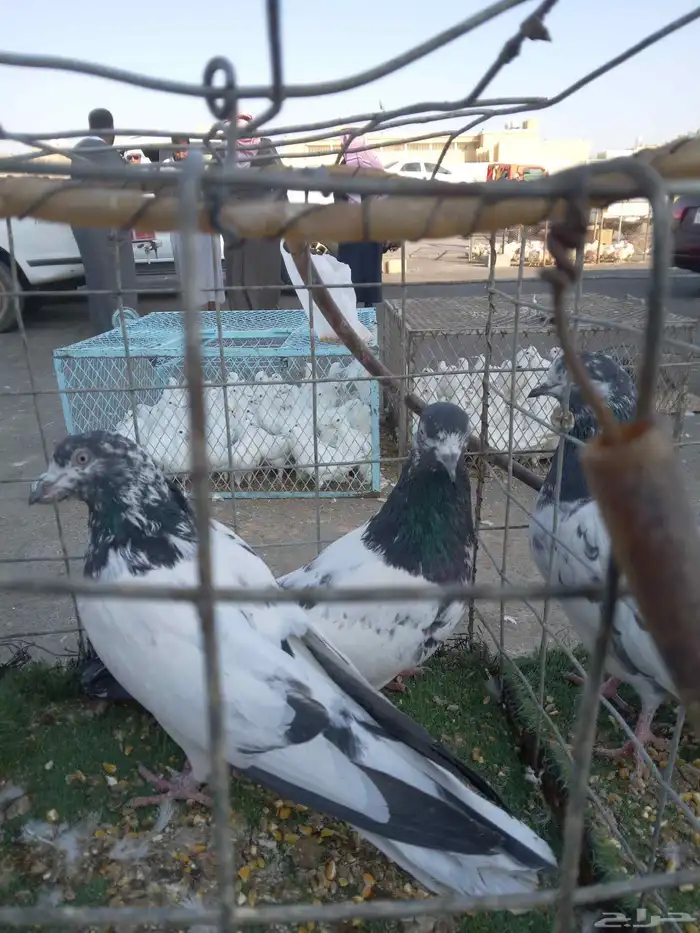 حمام باكستاني 1