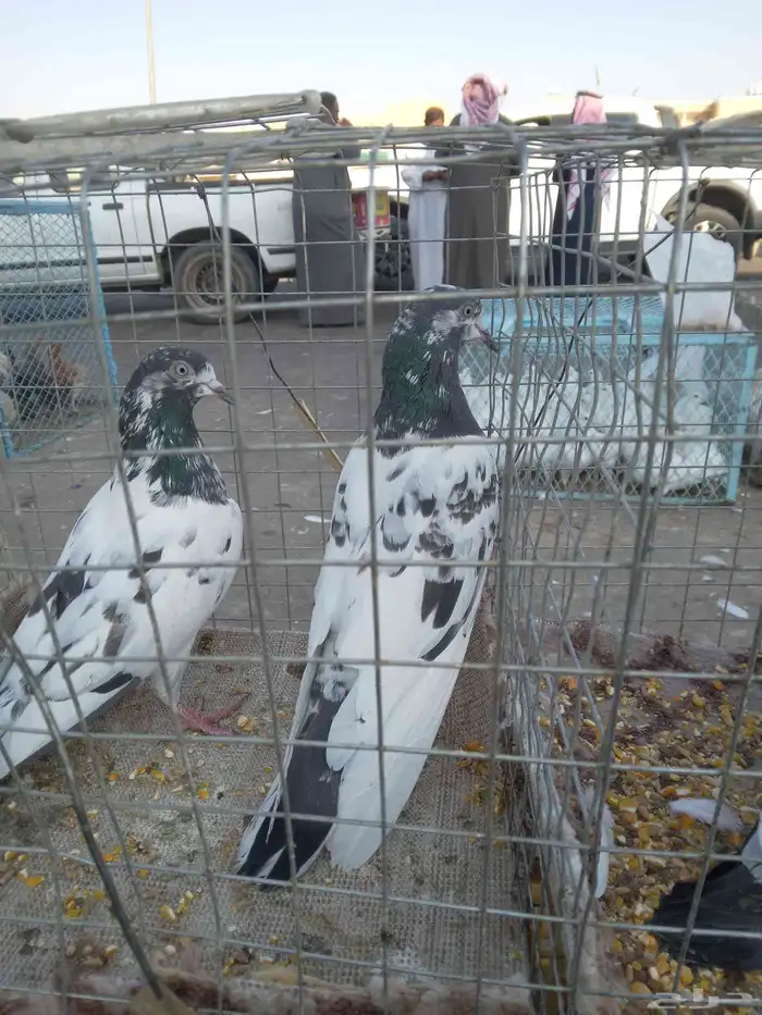 حمام باكستاني 0