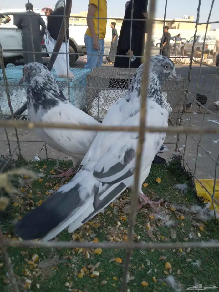 حمام باكستاني 3