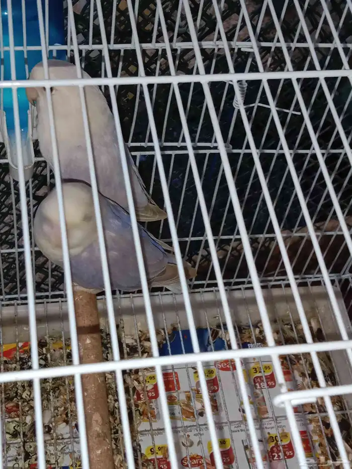 للبيع زوج روز منتج عندي 1