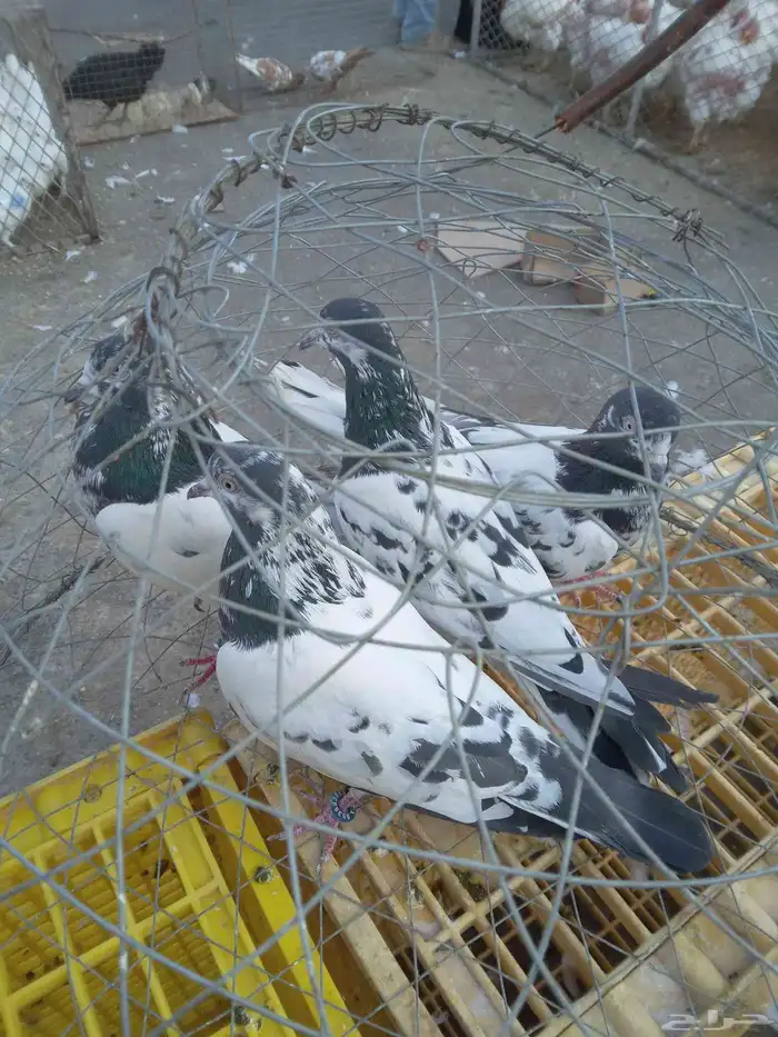 حمام باكستاني 5