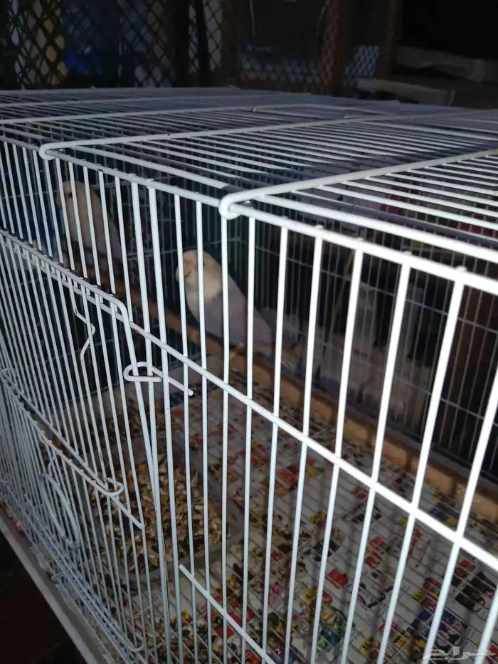 للبيع زوج روز منتج عندي 3