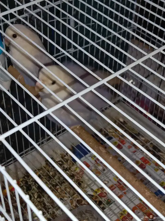 للبيع زوج روز منتج عندي 2