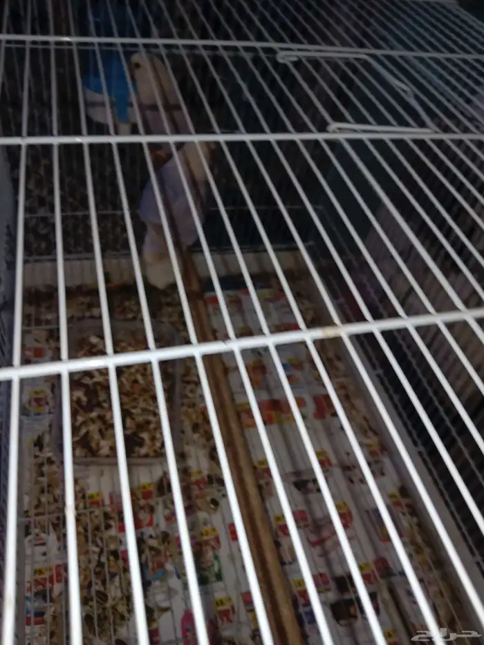 للبيع زوج روز منتج عندي 0