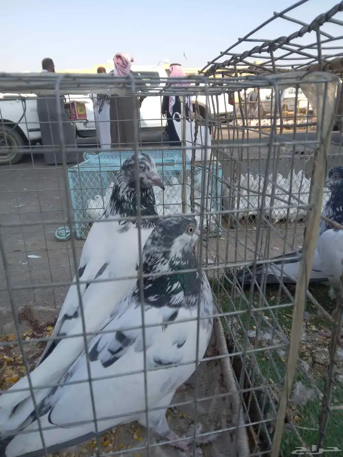 حمام باكستاني 2