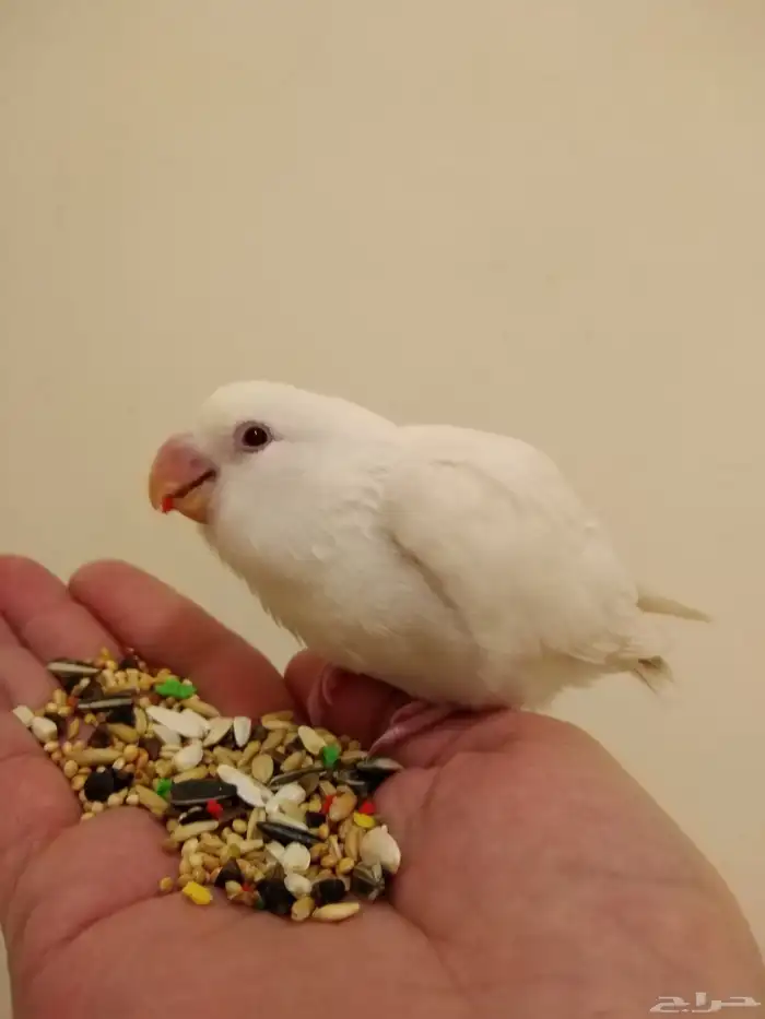 روز أليف جدا مع الأطفال والكبار بداية فطام وهدد 250 ريال 3