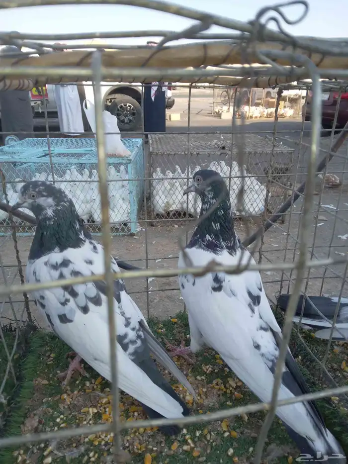 حمام باكستاني 4