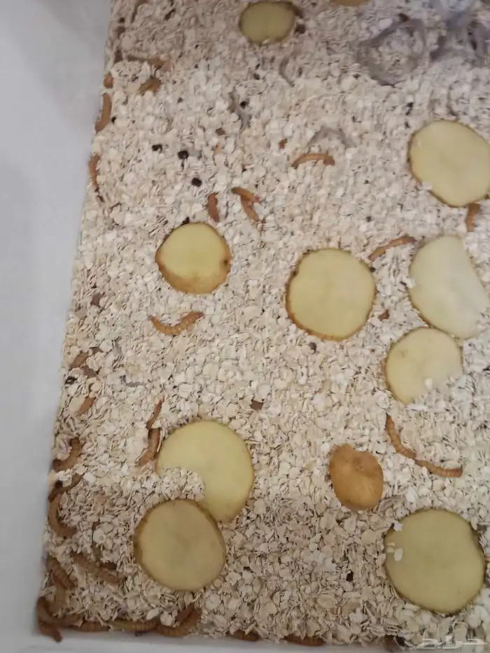 للبيع دود قبابي 2