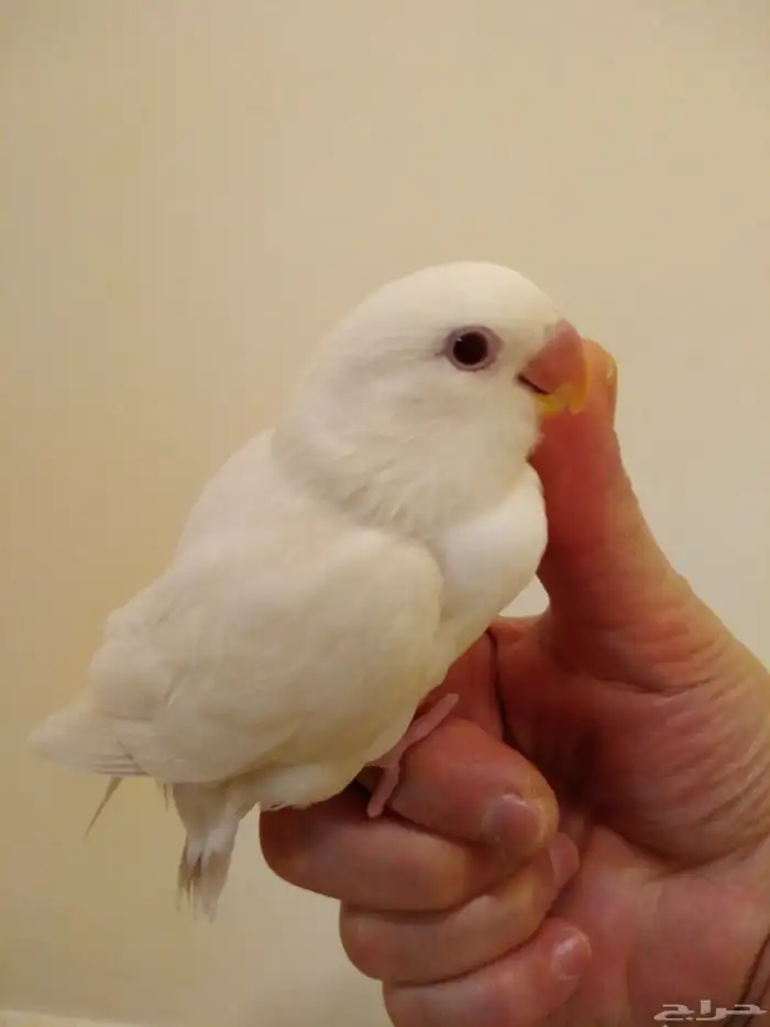 روز أليف جدا مع الأطفال والكبار بداية فطام وهدد 250 ريال 1