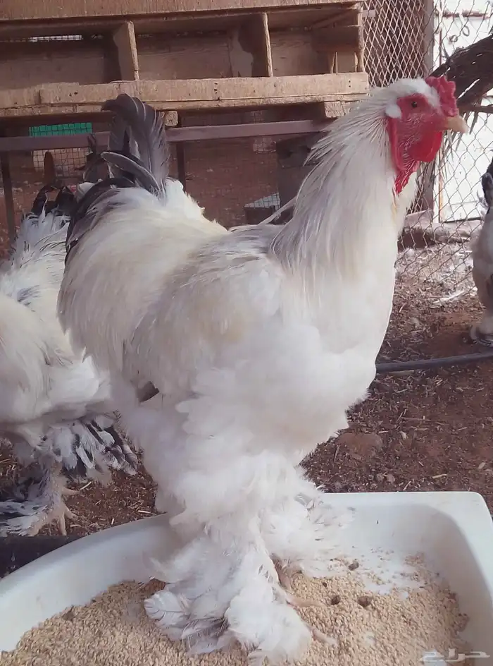 ديك براهما 0