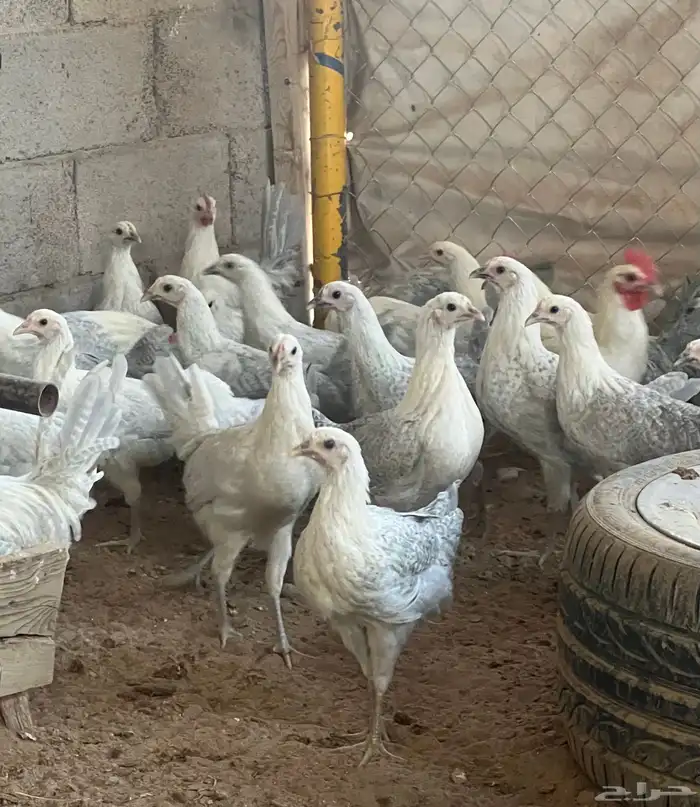 دجاج فيومي المنيوم العمر من خمس اشهر الى سته للمربين فقط 5