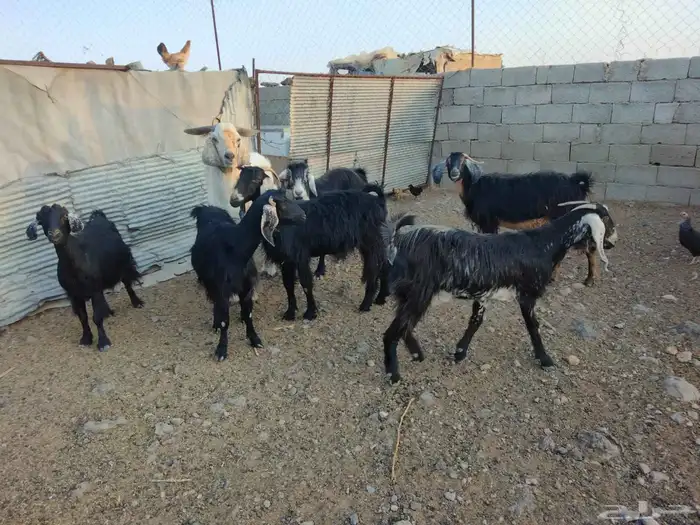 معزا دفيع ومضاريع للبيع 2