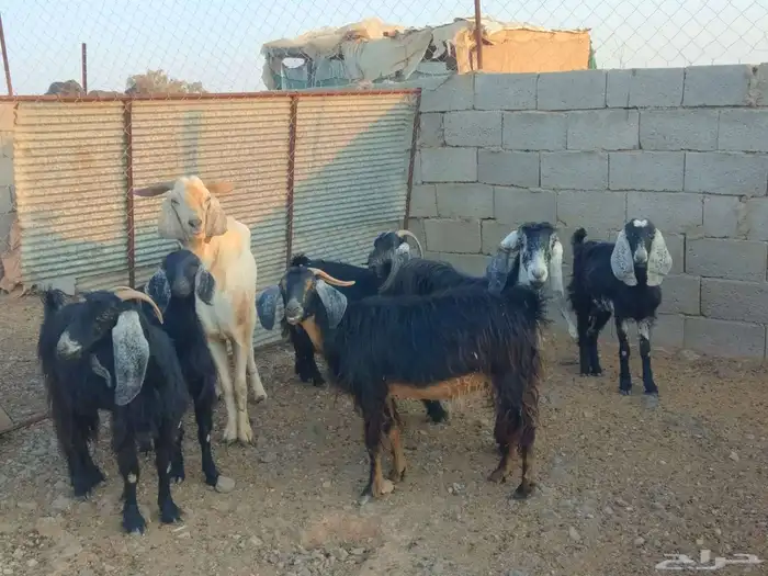 معزا دفيع ومضاريع للبيع 4