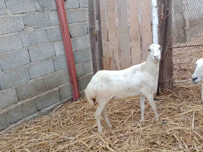 عرض بيع نعجه رباع 2