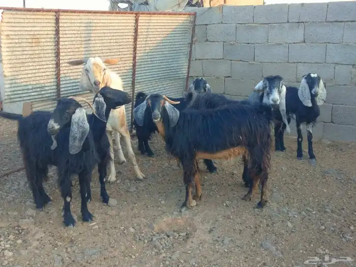 معزا دفيع ومضاريع للبيع 3